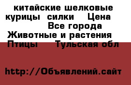 китайские шелковые курицы (силки) › Цена ­ 2 500 - Все города Животные и растения » Птицы   . Тульская обл.